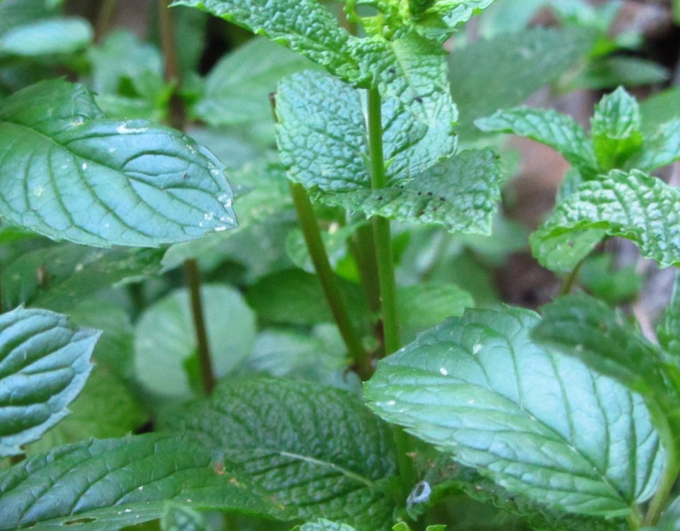 menthe, sirop, recette