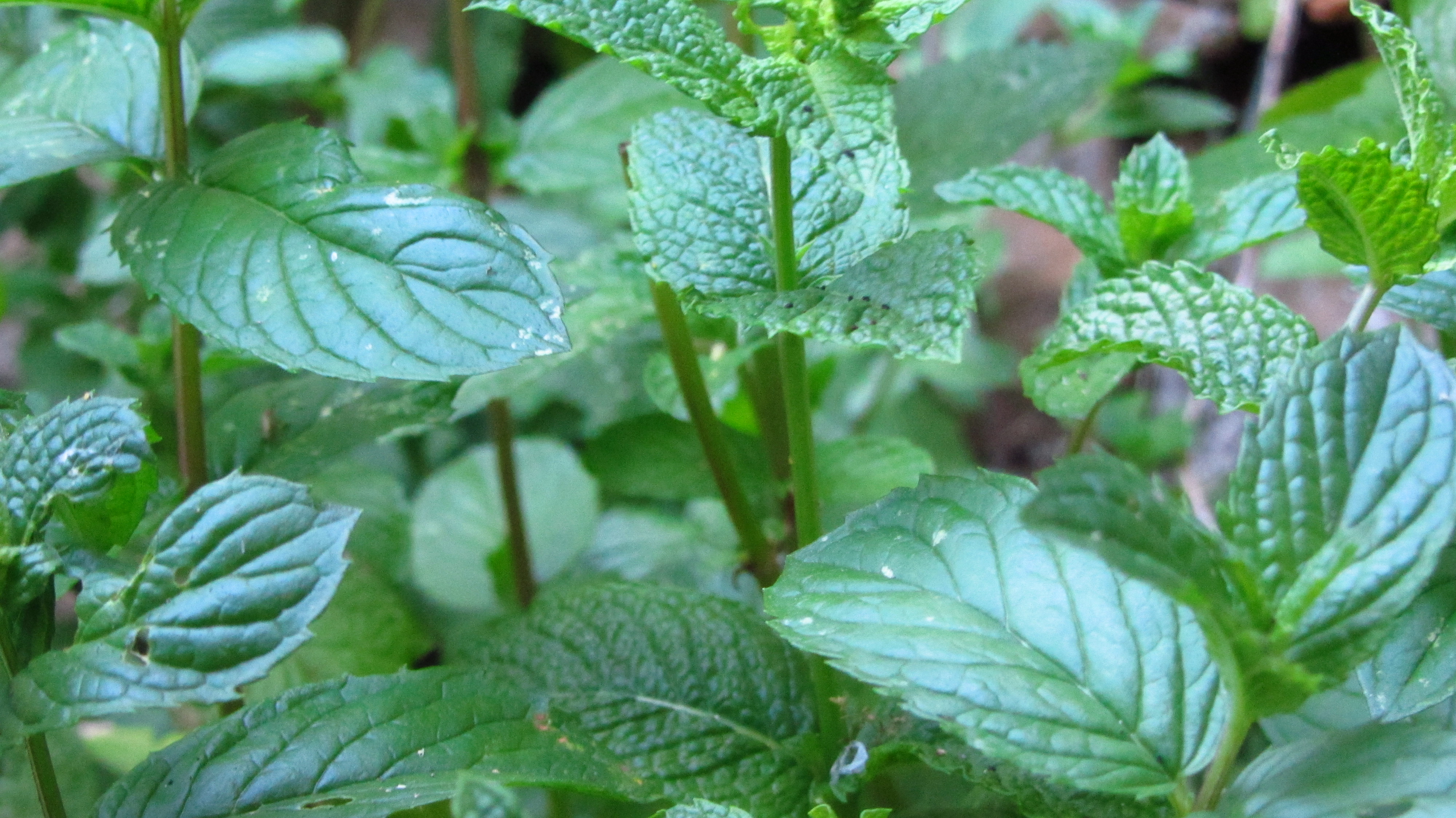 menthe, sirop, recette