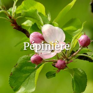 jardins-terroir-pepiniere-mercenac-ariege-09
