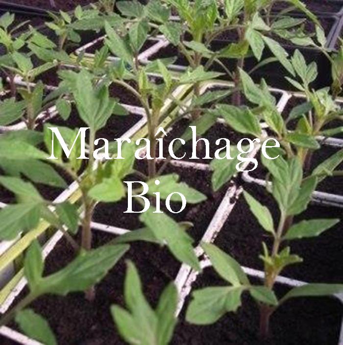 plant-tomate-bio-ariege-jardins-terroir-mercenac-maraichage