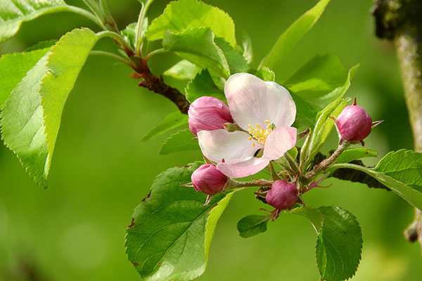 apple-blossom-2363114_1920 (1)