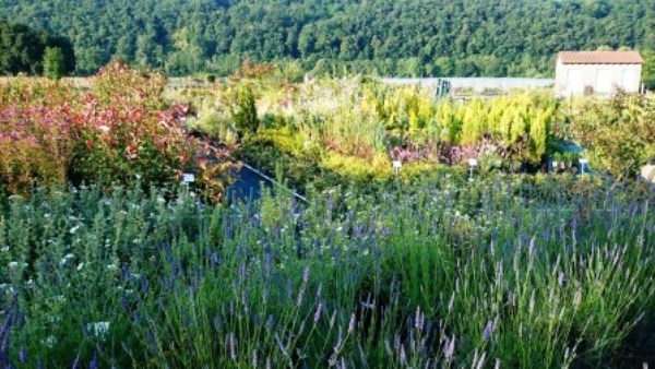 pepiniere-arbres-arbustes-les-jardins-du-terroir-mercenac