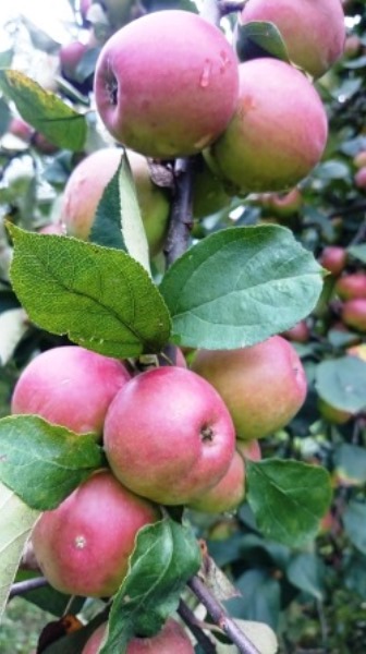production-fruits-pepiniere-pomme-jus-les-jardins-du-terroir