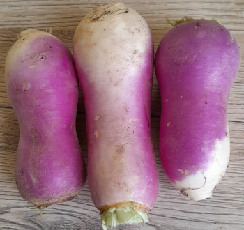 Navet Violet