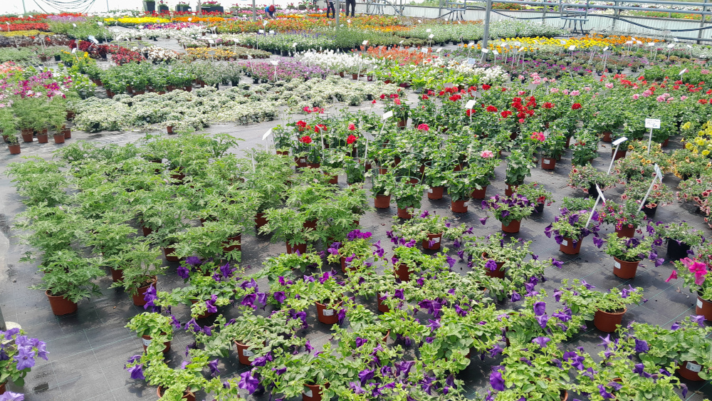 Fleurs de Printemps 2026