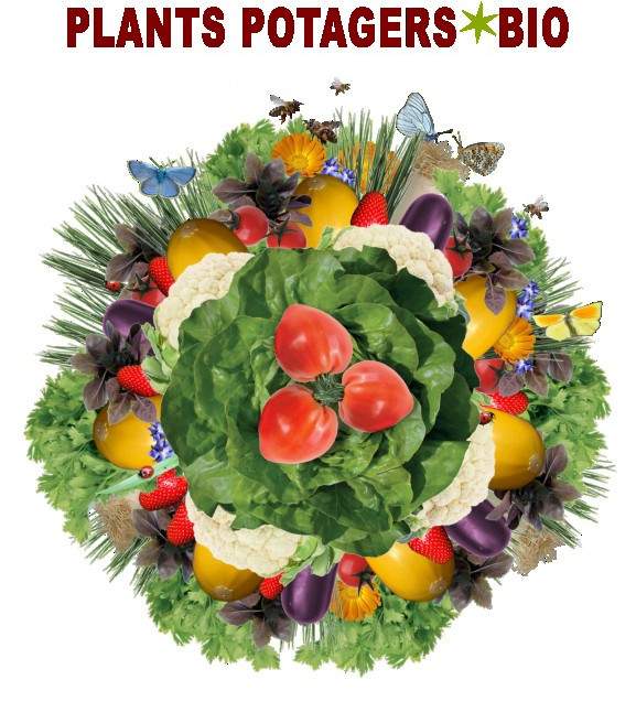 Plant de légumes bio